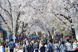 벚꽃 개화 시기