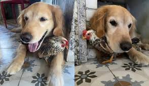 Cachorro e galinha do ES viram melhores amigos; conheça a dupla Jajá e Jojô