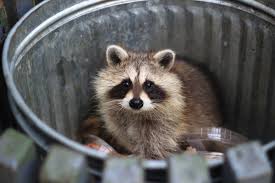 City Raccoons Are Evolving to Look More Like Pets