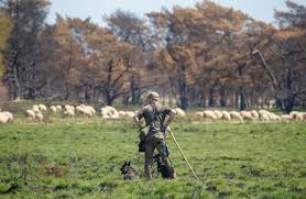 De Gelderlander - News update