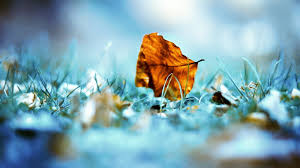 Image result for hd wallpapers