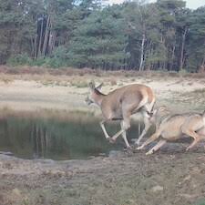 Camera footage shows wolf killing female deer on the Veluwe