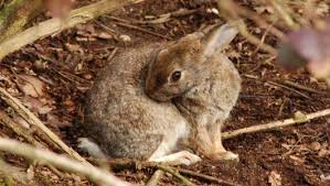 Image result for RABBIT