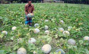 Image result for শীতকালীন সবজি চাষ