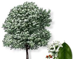 Image of Anacua tree in South Texas