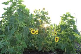 How sunflowers became tied to suffrage movement