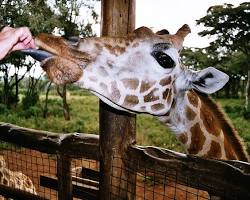 Image of Rothschild Giraffe Centre Kenya