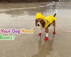 dog wearing rain bootsの画像