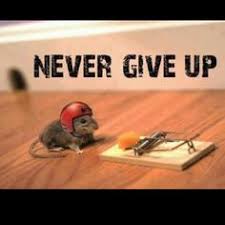 Mouse Trap on Pinterest | Mouse Traps, Mice and Rats via Relatably.com