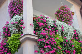 Risultati immagini per BALCONE FIORITO inverno