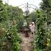 Sustainable gardens displayed as benefit for wildlife, crops