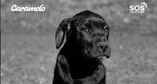 Por que atletas do Coritiba entraram em campo com cães pretos antes de jogo