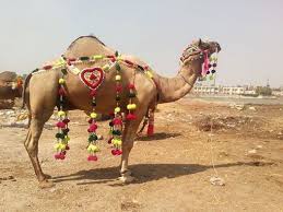 Image result for bakra eid 2015 pakistan