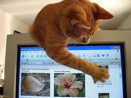 Image result for cats and computers
