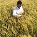 Norsk Urkorn AS - Trgstad - Se Regnskap, Roller og mer - Proff