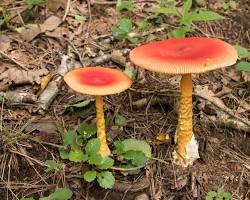 タマゴタケの画像