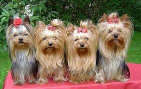 Znalezione obrazy dla zapytania słodkie yorki