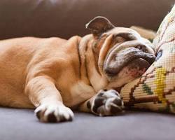 Image of Bulldog snoozing on its side