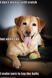 Funny Image Collection: Funny Dog Jokes | Jokes | Humor | Quotes ... via Relatably.com