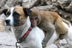 Image result for monkeys