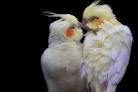 rio 2 cast parrots as pets