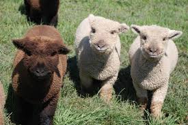 Image result for baby alpaca