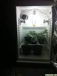 Refrigerator as growbox Rollitup