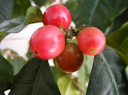 Image result for ‘Coffee beans’