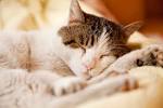 Information sur les chats: La journe d un chat - chat