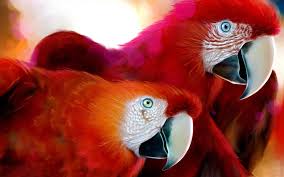 Image result for macaw parrot hd