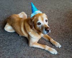 puppy, adult dog, and senior dog celebrating a birthday togetherの画像