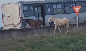 VÍDEO: motoristas flagram cavalos soltos na Rodovia Anhanguera