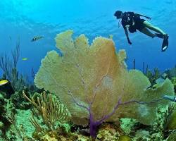 Imagen de Buceo en El Peñón, República Dominicana