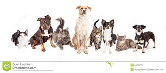 Rsultat de recherche d'images pour "chiens et chats ensemble"