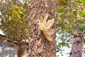 بررسی مشکل خشک شدن برخی درختان ارومیه در دستور کار استانداری
