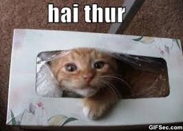 Image result for hi meme