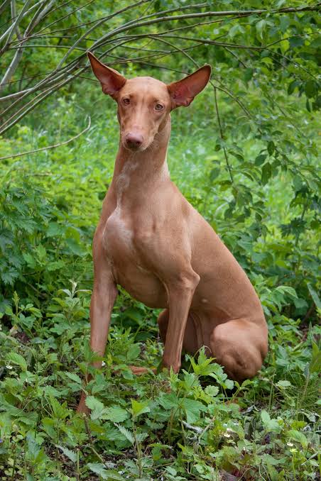 Pharaoh Hound: Dog Breed Characteristics & Care