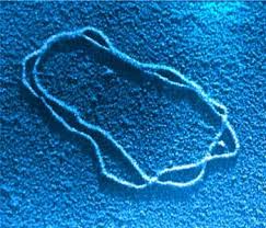 Image result for DNA HELICASE ELECTRON MICROSCOPY