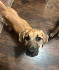 Interstate - Tuff male 10 weeks 12 lbs Cur / Lab Located in ...