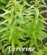 Planter de la verveine