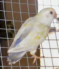 Lovebird Blorok kombinasi 