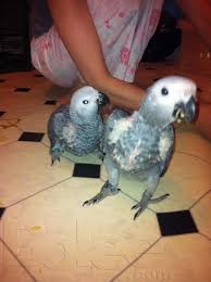 Image result for african grey parrot for sale