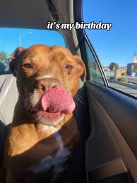 Pitbull Wearing A Birthday Hat | TikTok