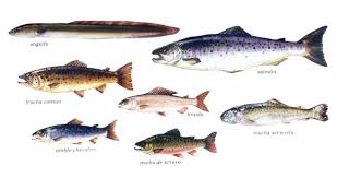 Resultado de imagen para COMO CRECEN LOS PESCADOS