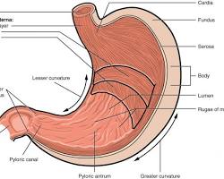 Image of Stomach anatomy diagram