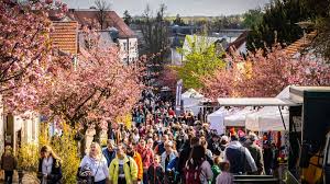 Baumblütenfest in Werder beginnt