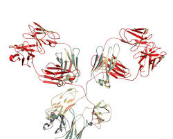 Image of VEGFA antibody structure