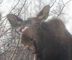 Image result for happy moose