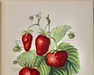 Miss May Rivers' fruit illustrations from The Fruit Grower's Guideの画像