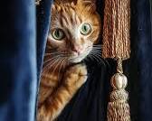 curious kitten peeking out from behind a curtain, with wide eyes and a playful expression.の画像